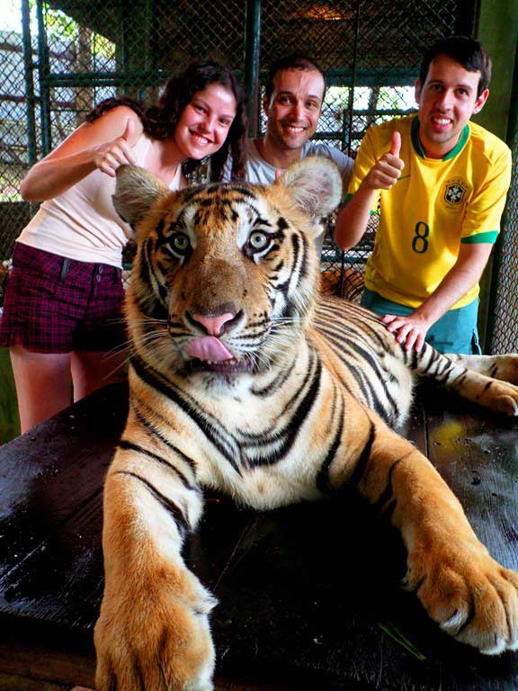 Tiger-Kingdom-Chiang-Mai