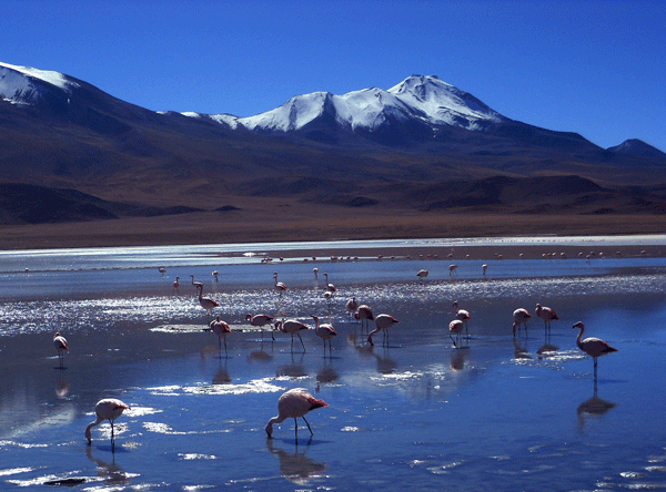 Lago com flamingos na Reserva Eduardo Avaroa
