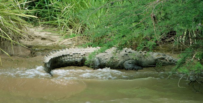 crocodilo no desfiladero de Sumidero mexico