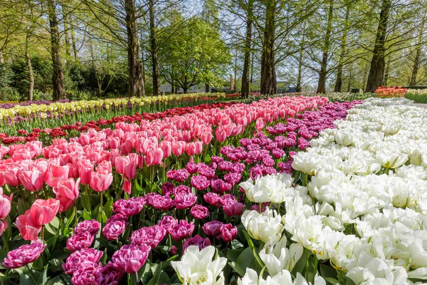 Jardins de tulipas holanda