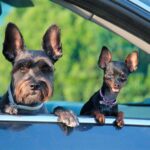 hotel fazenda interior sp pet friendly
