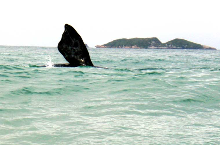 baleia campeche
